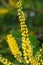 Mahonia flowers