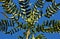 Mahonia plant- berberis lomariifolia