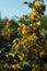 Mahonia repens yellow beautiful honey tree blooms in the garden in spring