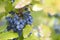 Mahonie- Mahonia aquifolium