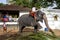 A mahout climbing onto his ceremonial elephant.