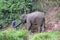 Mahout and Elephant