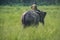 Mahout or elephant rider riding a female elephant