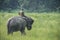 Mahout or elephant rider riding a female elephant