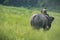 Mahout or elephant rider riding a female elephant