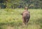 Mahout or elephant rider riding a female elephant