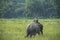 Mahout or elephant rider riding a female elephant