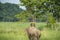 Mahout or elephant rider riding a female elephant