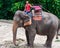 Mahout and his elephant waiting to start the tours with tourists