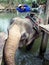 Mahout rests on an elephant