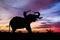 Mahout riding an elephant on the sunset with the vibrant sky.