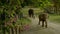 mahout is training and playing elephant-001