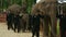 Mahouts and the elephants walk into the Buddhist ceremonies-001