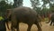 Mahouts and the elephants walk into the Buddhist ceremonies