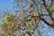 Mahua Madhuca longifolia Tree and Flowers