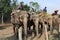 Mahuts on an elephant safari at Chitwan national park in Nepal have a lunch break