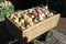 Mai beet , Turnip, Navette, beet harvested in autumn, piled up in handcart