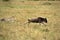 Maialka cheeta  chasing a wildebeest, Masai Mara