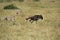 Maialka cheeta and cub hunting wildebeest, Masai Mara