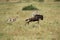 Maialka cheeta and cub running after wildebeest, Masai Mara