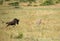 Maialka cheeta hunting wildebeest, Masai Mara