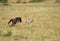 Maialka cheeta hunting wildebeest, Masai Mara