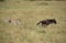 Maialka cheeta hunting wildebeest, Masai Mara