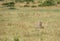 Maialka cheeta running for a wildebeest, Masai Mara