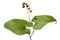 Maianthemum bifolium (May lily) with immature berr