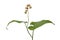 Maianthemum bifolium (May lily) with immature berries
