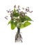 Maianthemum dilatatum false lily of the valley with fruits in a glass vessel on a white background