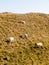 maiden castle iron age old fortress landscape nature grassland a