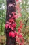 Maiden grapes with red leaves twine along the tree trunk