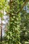 Maiden grapes stems twine along the tree trunk in forest