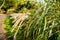 Maiden Grass, Japanese Silver Grass Miscanthus single flower head with green stalks blurred background in Unzen, Japan