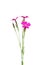 Maiden pink (Dianthus deltoides)