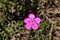 `Maiden Pink` flower - Dianthus Deltoides