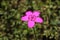 `Maiden Pink` flower - Dianthus Deltoides