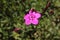 `Maiden Pink` flower - Dianthus Deltoides