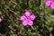 `Maiden Pink` flower - Dianthus Deltoides