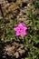 `Maiden Pink` flower - Dianthus Deltoides