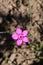 `Maiden Pink` flower - Dianthus Deltoides