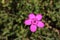 `Maiden Pink` flower - Dianthus Deltoides