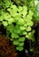 Maidenhair fern