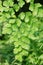 Maidenhair fern