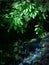 Maidenhair fern Adiantum pedatum overhanging water trickle in Mount Rainier National Park