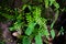 maidenhair fern. Asplenium thunbergii Kuntze, plant background