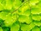 Maidenhair Fern Closeup, Leaf Detail