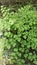 Maidenhair Fern: A Delicate and Beautiful Indoor Plant