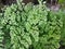 Maidenhair Fern in dirty drainage.